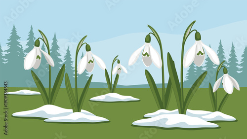Beautiful illustration of white snowdrops blooming in a green field with patches of snow and a distant pine forest.