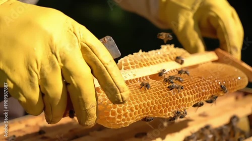 Close-up of gloved hands handling a honeycomb frame with bees crawling on it in a beekeeping setting.