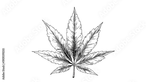 Cannabis Leaf Drawing