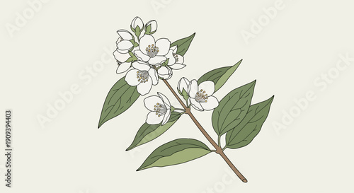 Wallpaper Mural Botanical illustration of white jasmine flowers and green leaves Torontodigital.ca