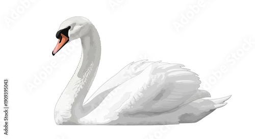 Elegant Mute Swan Illustration Isolated on White Background