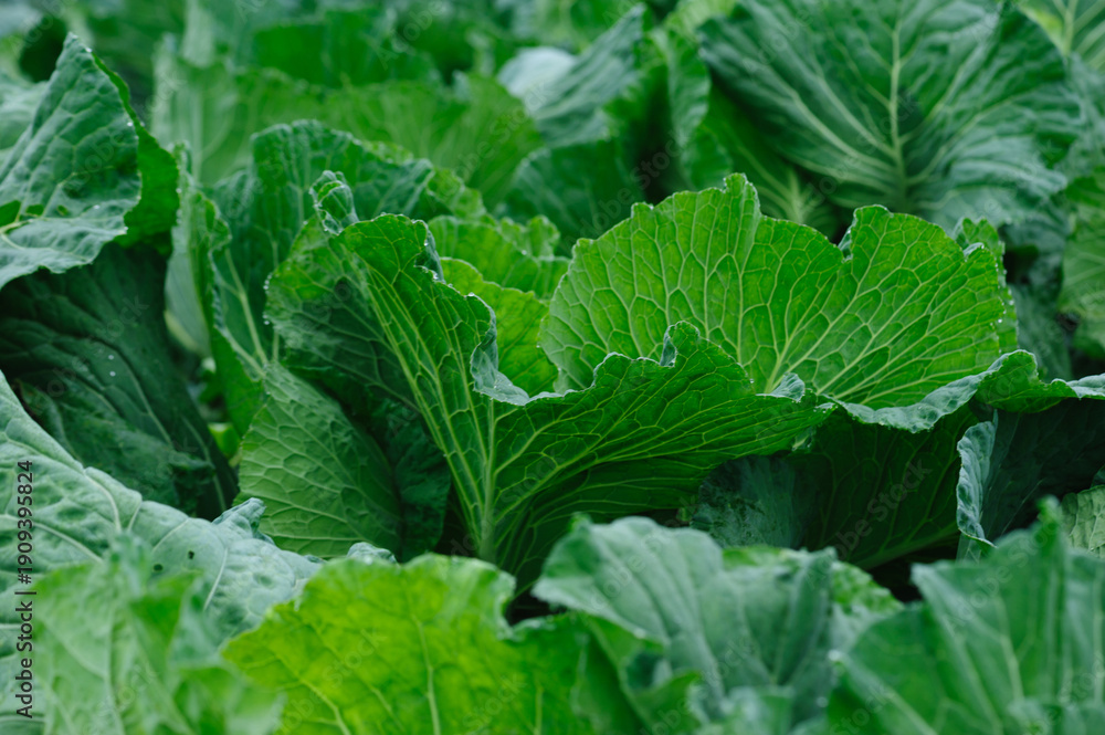 Naklejka premium Green cabbage with dew in growth at vegetable garden