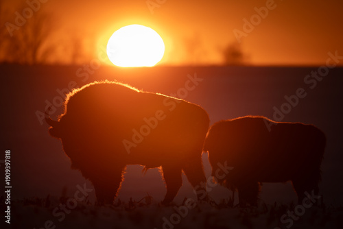 Mammals - wild nature European bison ( Bison bonasus ) Wisent two animals in field sundown North Eastern part of Poland, Europe Knyszynska Primeval Forest amazing warm light in sundown