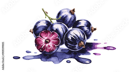 Watercolor illustration of blackcurrants in small cluster, Fresh dark purple berries isolated on transparent background