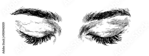 hand drawn vector illustration eyes and brow , eyelash 
