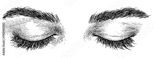 hand drawn vector illustration eyes and brow , eyelash 