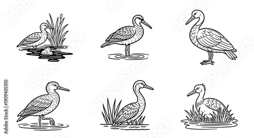 Set of various hand-drawn ducks and water birds in different poses, vintage engraving style illustrations.