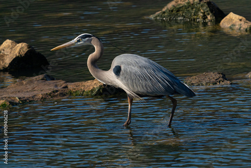Great Blue Heron Walking in Stream