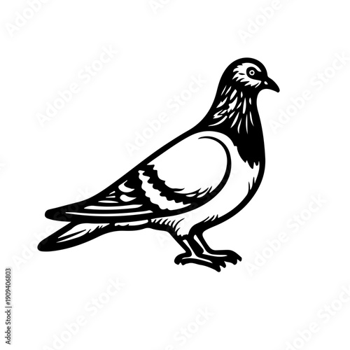 vector illustration of a bird