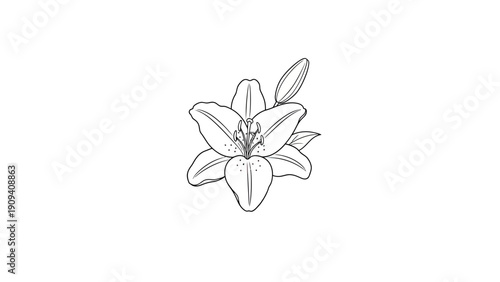 A detailed line drawing of a lily flower in full bloom, with a closed bud