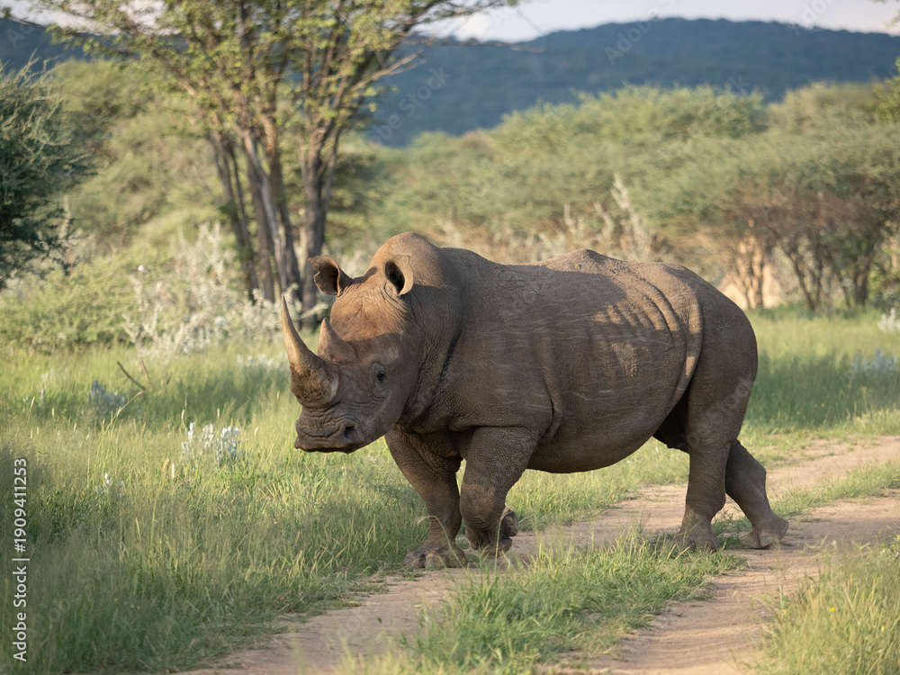 Fototapeta premium Breitmaulnashorn, Ceratotherium simum