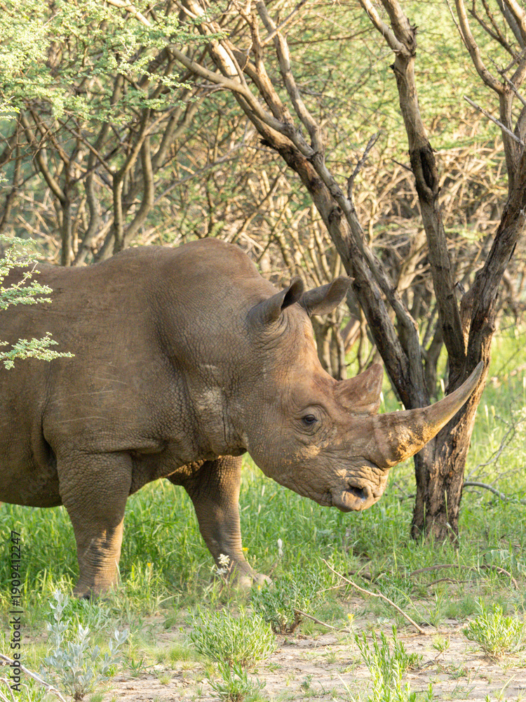 Fototapeta premium Breitmaulnashorn, Ceratotherium simum