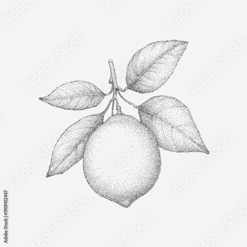 Lemon on a branch illustration with soft grain, subtle dust, faint ink lines, gentle shading and textured paper with light aging.