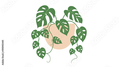 Elegant monstera deliciosa plant with vibrant green leaves hangs beautifully in a simple clay pot on a plain white background.