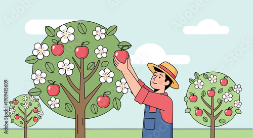 Farmer Picking Apples from Blooming Trees in Orchard