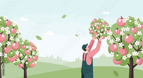 Farmer Picking Apples from Fruit Trees in Orchard - Seasonal Harvest Illustration