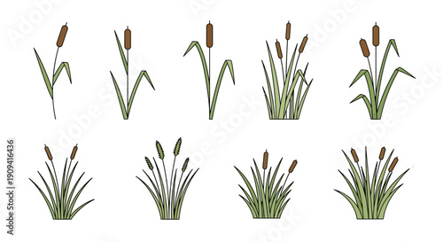 Set of cattail plants in various stages of growth, from single stalks to dense bushes, isolated on a white background.