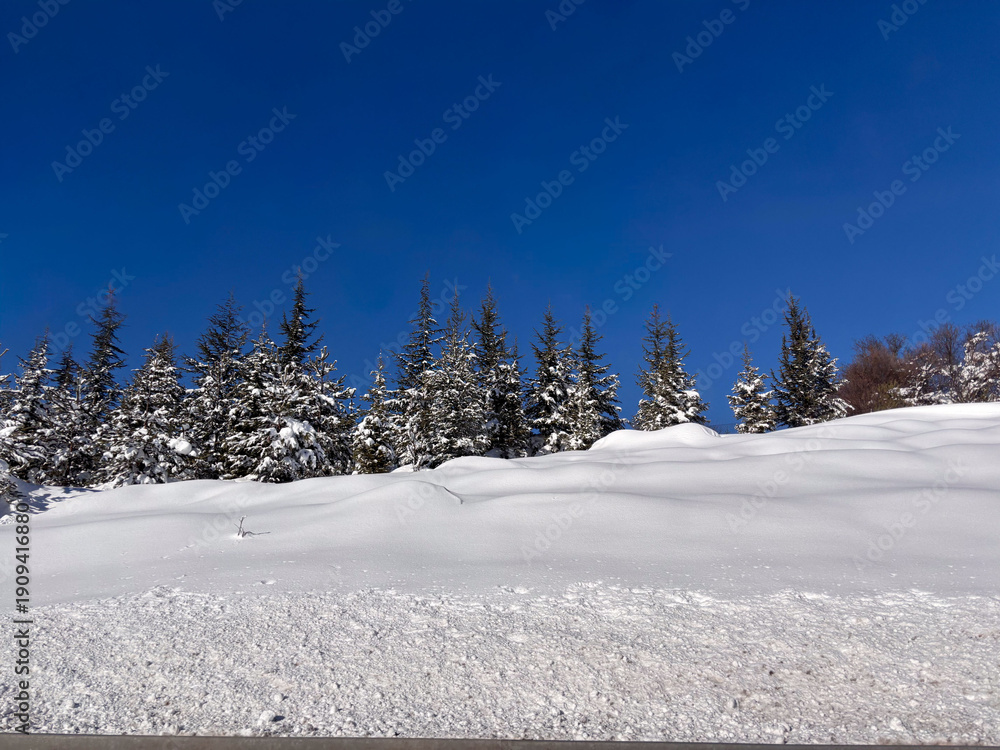 Obraz premium Row of evergreen trees on a snowy hill under blue sky