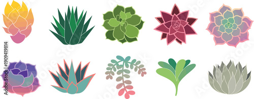Colorful succulent plants collection, decorative cactus and echeveria vector set, modern flat botanical icons isolated on white background
