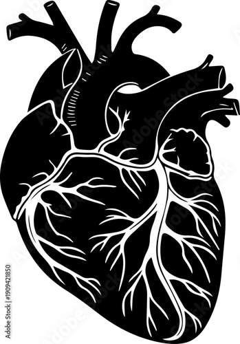 Anatomical Human Heart Vector Silhouette Medical Diagram Black and White