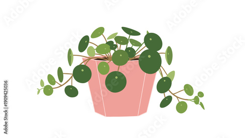 Potted Pilea peperomioides or Chinese money plant with round green leaves in a pink geometric pot on white background.