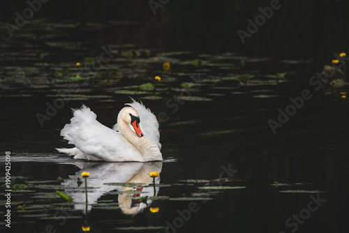 Quadro em tela Mute Swan With Yellow Water-Lilies (Cygnus olor)