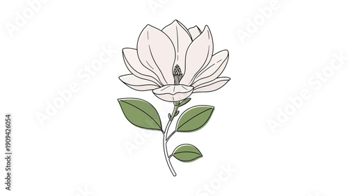 Line drawing of a magnolia flower with leaves, colored in pale pink and green