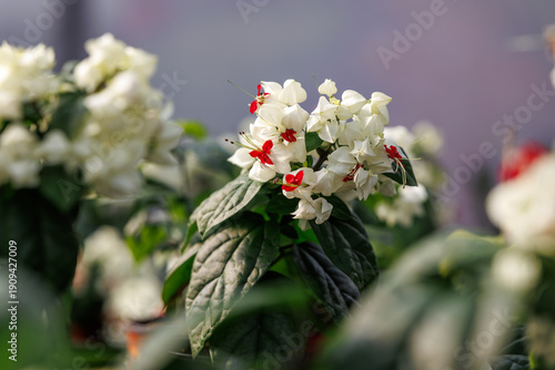 A close-up of the red and white Bleeding Heart Vine (Clerodendrum thomsoniae) in full bloom.