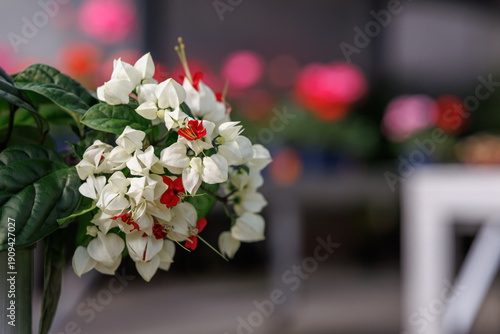 A close-up of the red and white Bleeding Heart Vine (Clerodendrum thomsoniae) in full bloom.