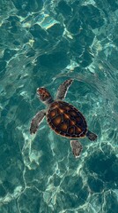 Crédence de cuisine  Turtle Swimming in Clear Tropical Water  © waddaw