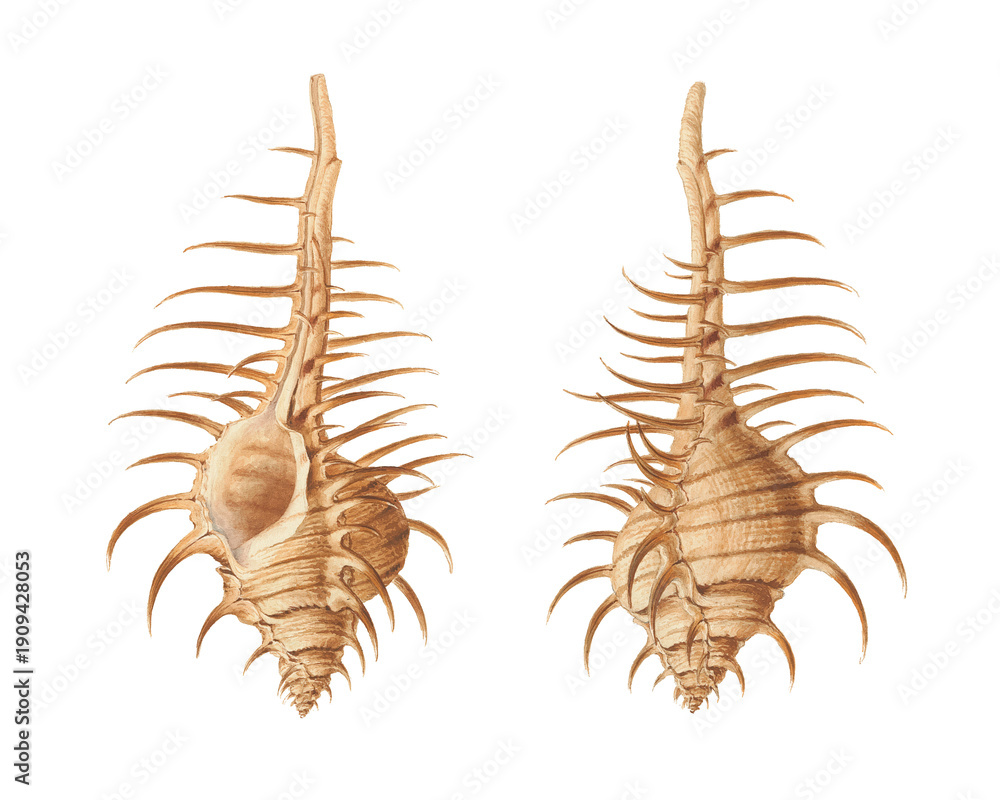 Obraz premium Murex pecten sea shells. Vintage-style drawings, marine biology book.
