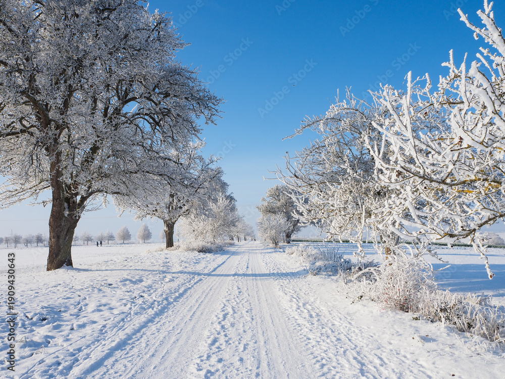 Obraz premium snow covered trees