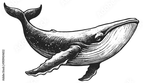 Gentle Giant of the Deep Blue Whale line art drawing sketch vector hand drawn illustration svg
