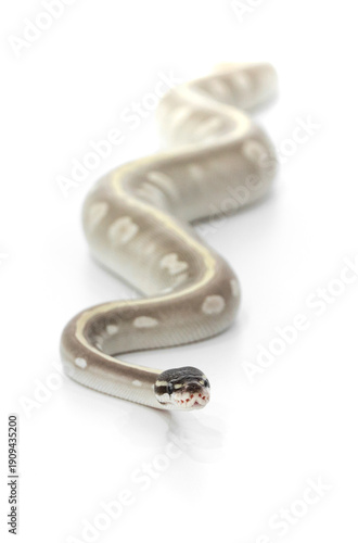 Mystic Potion Ball Python Crawling on White Background
