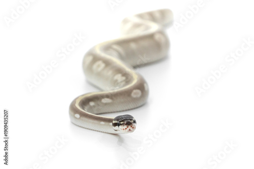 Mystic Potion Ball Python Crawling on White Background