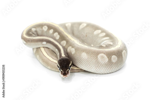 Mystic Potion Ball Python on White Background