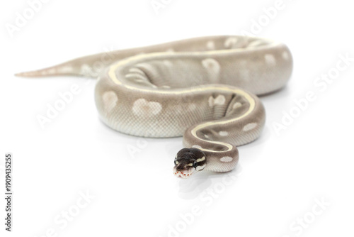 Mystic Potion Ball Python Coiled on White Background