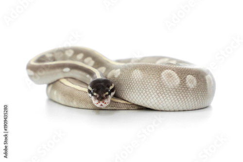 Mystic Potion Ball Python on White Background
