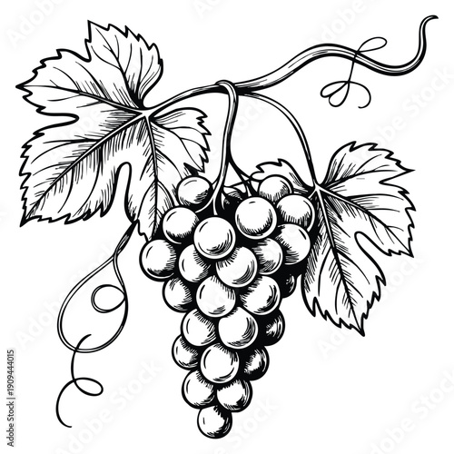 Sketch grape on branch ink graphic illustration with draft silhouette drawing black on white line art botanical vintage etching food design concept