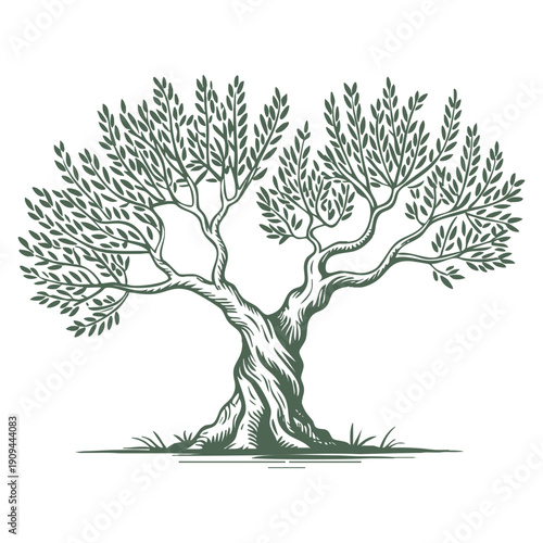 Sketch set of olive trees hand drawn vector illustration in retro style perfect for nature landscape agriculture vintage art and botanical themed designs