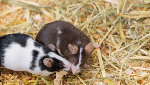 Foto Two charming decorative mice interact and explore the natural straw bedding in their cozy cage