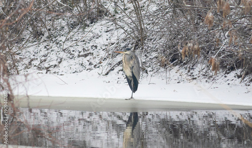Φωτογραφία Grey Heron (Ardea cinerea) standing on one leg on a snowy river bank in winter
