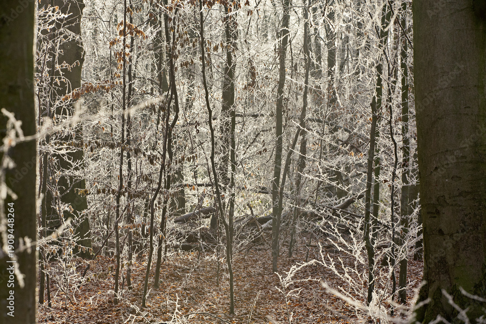 Obraz premium Ein Winterspaziergang mit Impressionen aus Wald und Flur mit Schnee Eiskristallen und Raureif in Europa Deutschland Thüringen Gera Winter Tag Mittag 