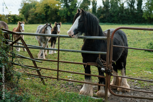 Black horse, draft breed, in a field in Ireland