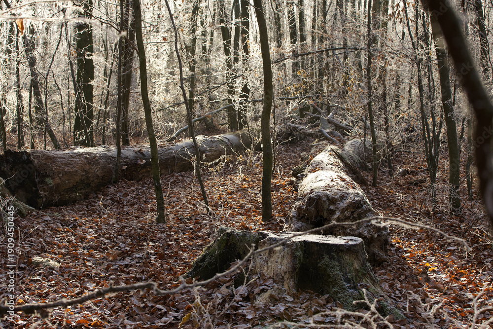 Obraz premium Ein Winterspaziergang mit Impressionen aus Wald und Flur mit Schnee Eiskristallen und Raureif in Europa Deutschland Thüringen Gera Winter Tag Mittag 