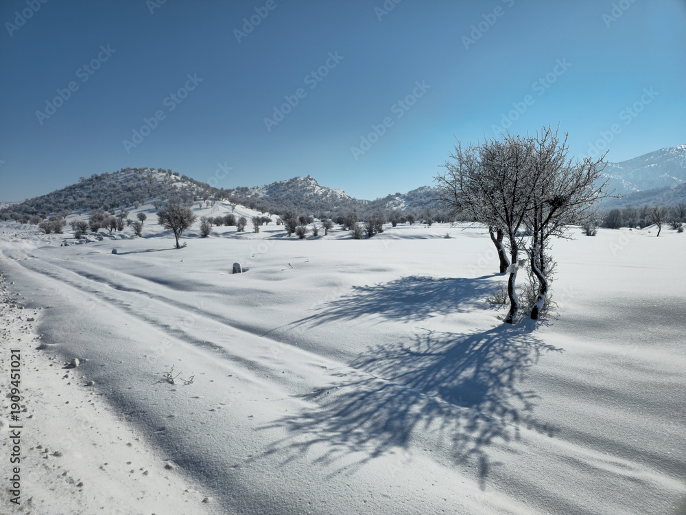 Obraz premium Winter landscape with scattered leafless trees casting long shadows on a wide snowy field, with distant mountains under a clear blue sky. 📍Marivan, Kurdistan 