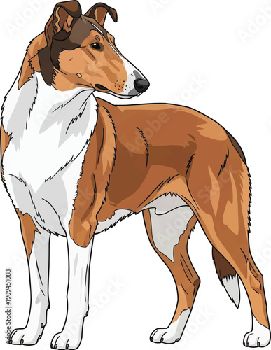 Smooth Collie dog standing alert looking away focused illustration