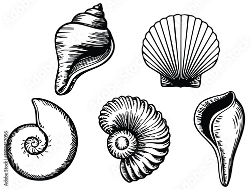 Set of silhouettes stamps of sea shells vector graphics suitable for beach ocean marine decoration summer pattern and coastal themed design projects