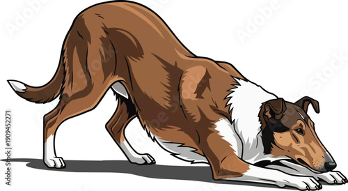 Smooth Collie dog alert focused herding stance illustration