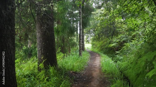 path in the forest